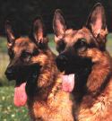 Schferhundkopf